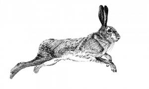 rabbit