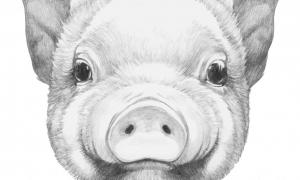 picture of a pig