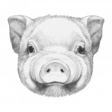 picture of a pig