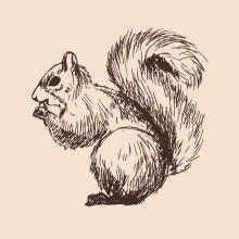 squirrel